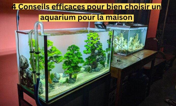 Conseils Efficaces Pour Bien Choisir Un Aquarium Pour La Maison