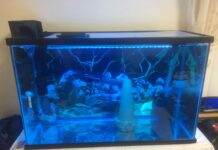Dosage du bleu de méthylène pour les aquariums Dosage et traitement de bleu de méthylène pour les aquariums