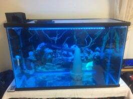 Dosage et traitement de bleu de méthylène pour les aquariums