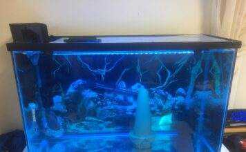 Dosage du bleu de méthylène pour les aquariums Dosage et traitement de bleu de méthylène pour les aquariums