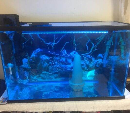 Dosage et traitement de bleu de méthylène pour les aquariums