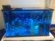 Dosage et traitement de bleu de méthylène pour les aquariums