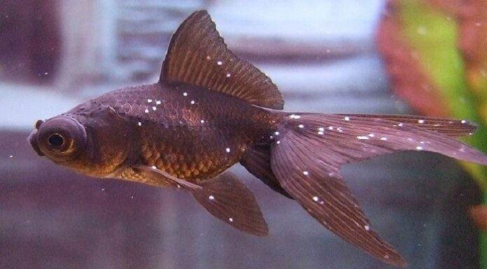 points blancs poisson rouge