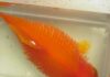 Les maladies principales des poissons tropicaux d’eau douce