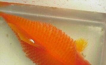 Les maladies principales des poissons tropicaux d’eau douce