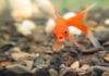 poisson rouge