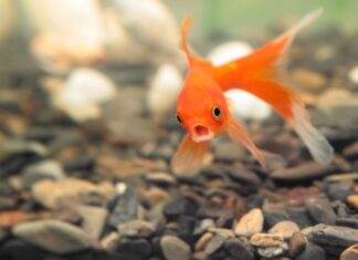 poisson rouge