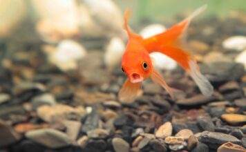 Pourquoi ne pas mettre de poissons rouges dans un bocal ? poisson rouge