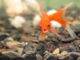 poisson rouge