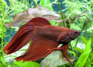 poisson combattant