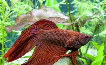poisson combattant