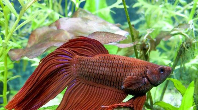 la reproduction du poisson combattant ( Betta splendens ) poisson combattant