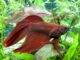 la reproduction du poisson combattant ( Betta splendens ) poisson combattant