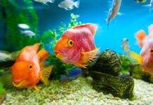 comment démarrer un aquarium pour débuter l’aquariophilie Comment débuter l'aquariophilie?