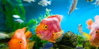 Comment débuter l'aquariophilie?