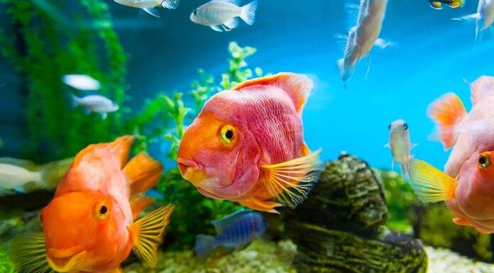 Comment débuter l'aquariophilie?