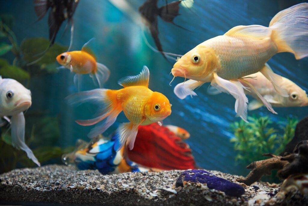 Comment choisir ses poissons ?