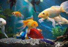Comment choisir ses poissons ?