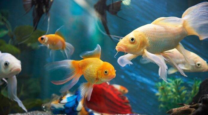 Comment choisir ses poissons ?