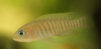 Neolamprologus multifasciatus