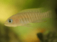 Neolamprologus multifasciatus le plus petit cichlidé au monde Neolamprologus multifasciatus