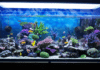 un aquarium recifal