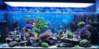 un aquarium recifal