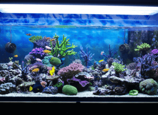 un aquarium recifal