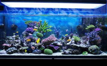 Tous les matériel nécessaire pour démarrer un aquarium recifal un aquarium recifal