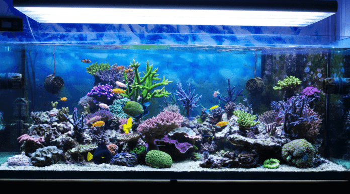 Tous les matériel nécessaire pour démarrer un aquarium recifal un aquarium recifal
