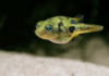 le poisson Carinotetraodon travancoricus ( Tétraodon nain )