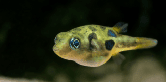le poisson Carinotetraodon travancoricus ( Tétraodon nain )