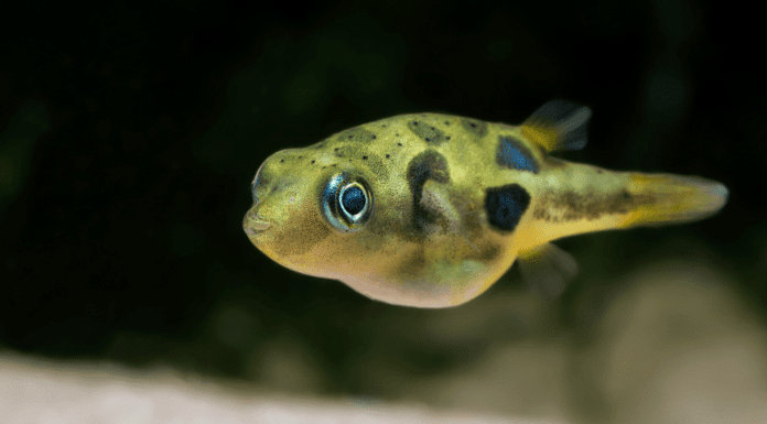 fiche du poisson Carinotetraodon travancoricus ( Tétraodon nain ) le poisson Carinotetraodon travancoricus ( Tétraodon nain )