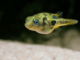 le poisson Carinotetraodon travancoricus ( Tétraodon nain )