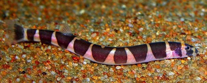 aborichthys elongatus femelle