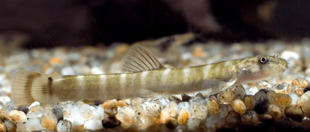 aborichthys elongatus male Aborichthys elongatus