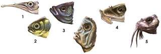 La bouche poisson