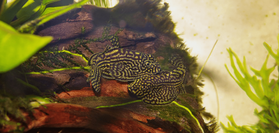 poisson Loche Leopard 