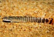 Aborichthys elongatus