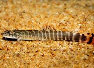 Aborichthys elongatus