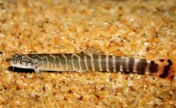Aborichthys elongatus