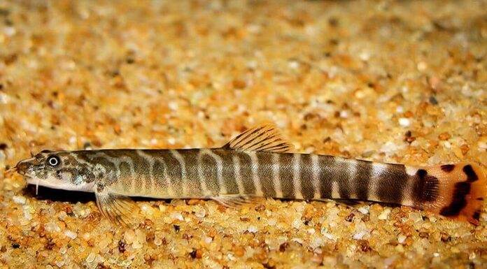 Aborichthys elongatus