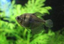 poisson veuve noire