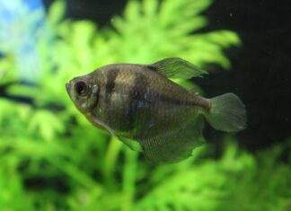 poisson veuve noire