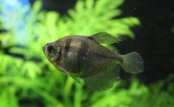 fiche du poisson gymnocorymbus ternetzi (veuve noire) poisson veuve noire