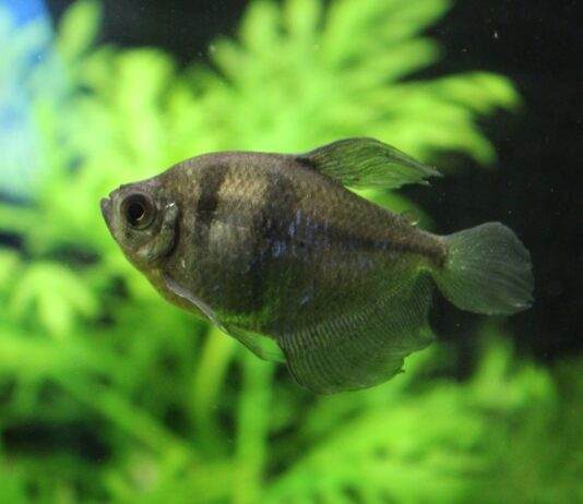 poisson veuve noire