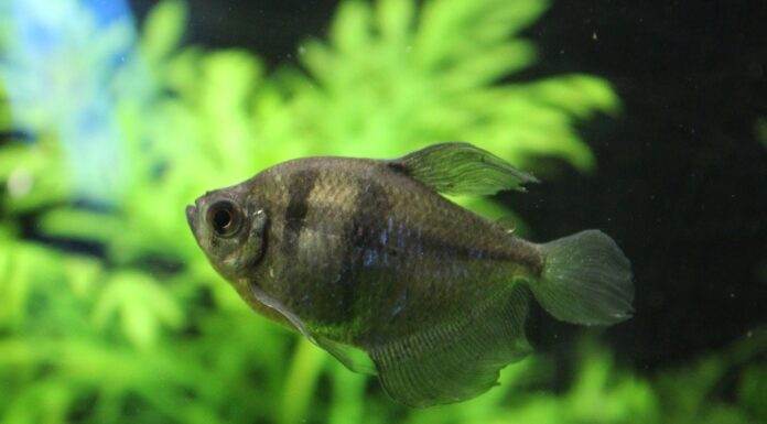 fiche du poisson gymnocorymbus ternetzi (veuve noire) poisson veuve noire