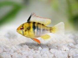 ramirezi