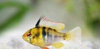 ramirezi