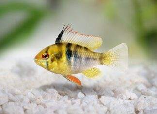 ramirezi